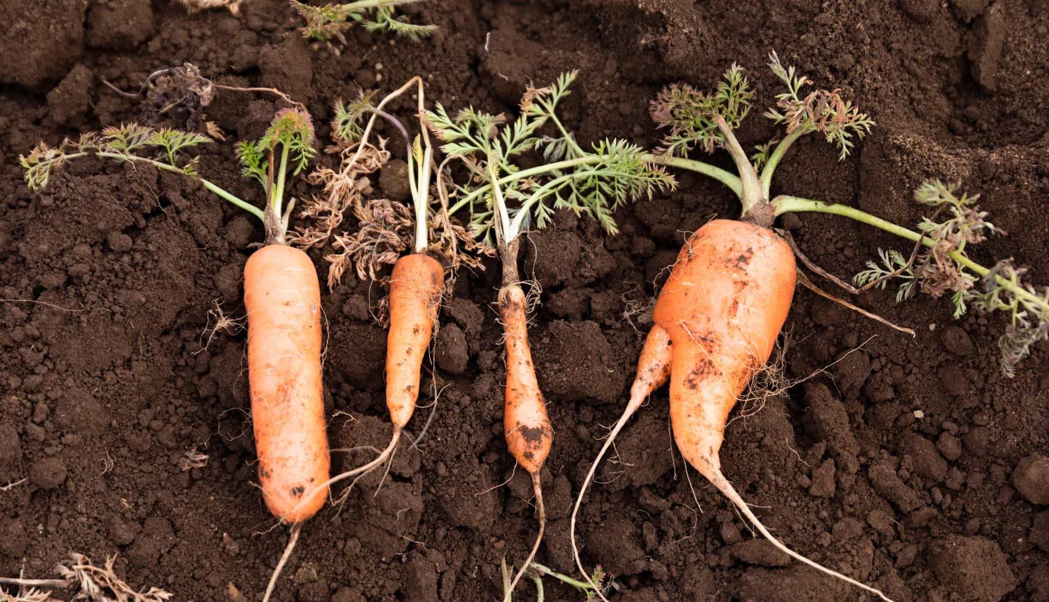 おいしく楽しく フードロスゼロを目指す ふぞろいradish らでぃっしゅぼーや公式