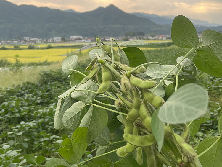 25年の思いが込められた、晩酌茶豆