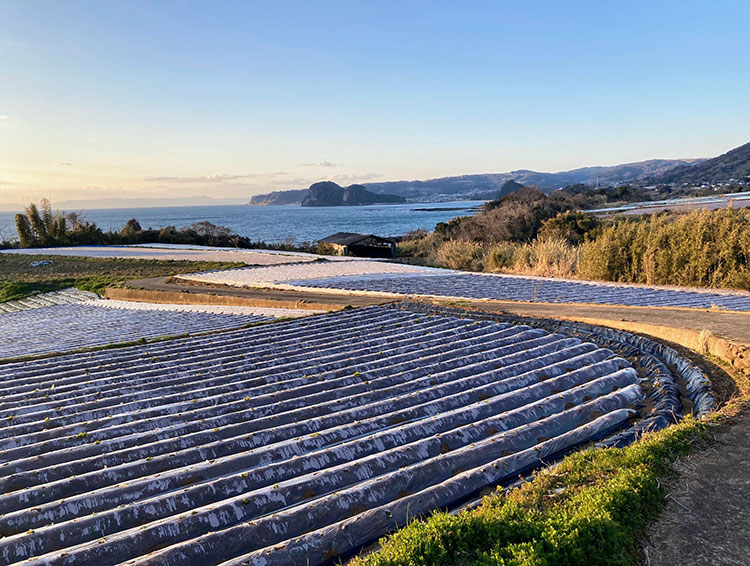 大寒波で島原のじゃがいもに打撃